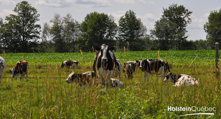 Mission Holstein Québec Mission Holstein Québec